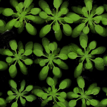 Variabilité et Tolérance aux Stress Abiotiques