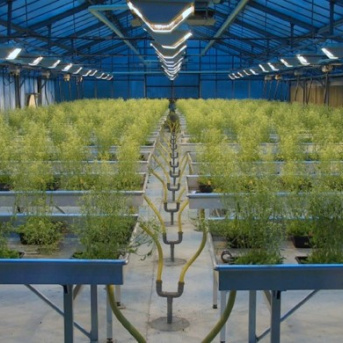 Observatoire du Végétal - Culture Plantes