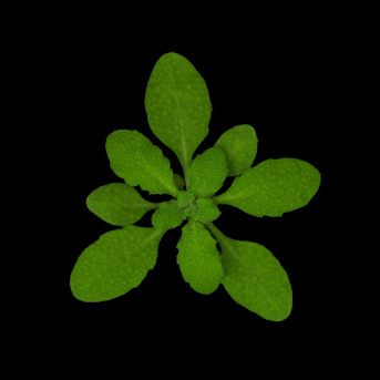Observatoire du Végétal - CRB Arabidopsis