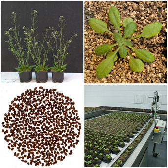 Homéostasie lipides protéines dans la graine