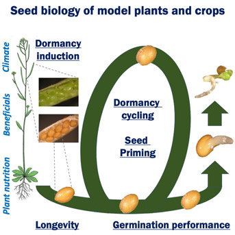 Physiologie de la germination