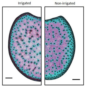 Qualité de la biomasse et interactions avec la sécheresse