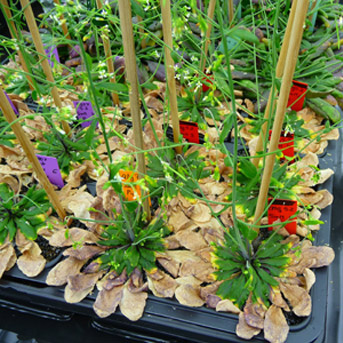 Senescence, autophagie, recyclage nutritionnel et efficacité d'utilisation de l'azote