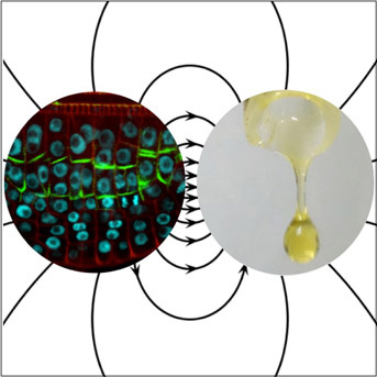 Différenciation et polarité cellulaire