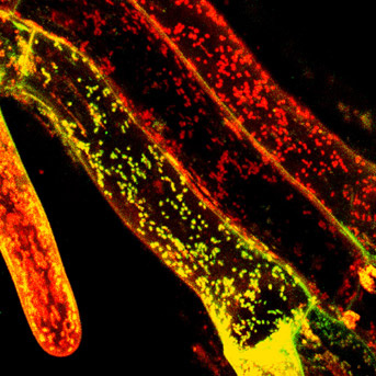 Organites et reproduction