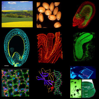 Développement et qualité de la graine