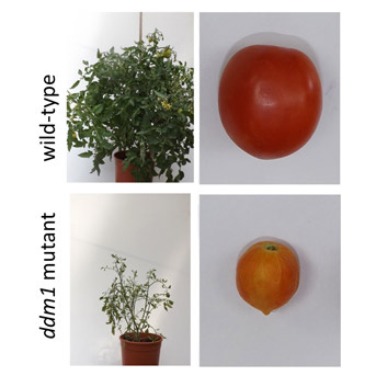 Variabilité naturelle épigénétique