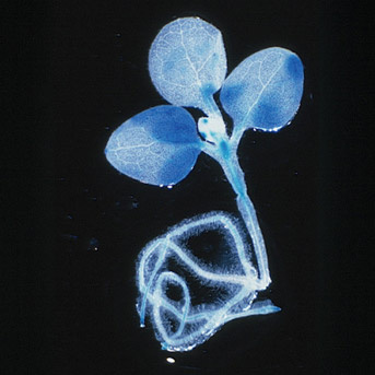 Epigénétique et petits ARNs