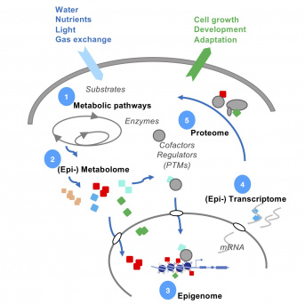 Dynamiques de la chromatine et signalisation