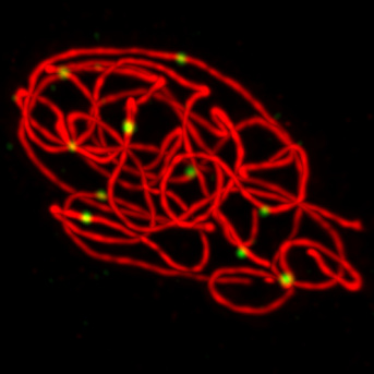 Mécanismes de la méiose