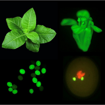 Epigénétique, Reproduction et Eléments Transposables