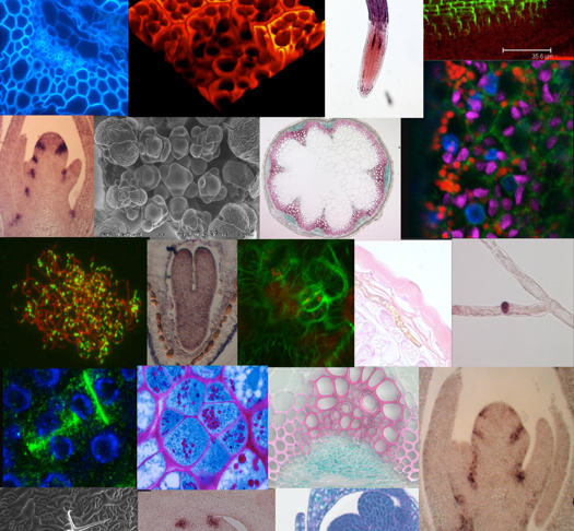 Plant imaging on the PO-Cytology/Imaging platform