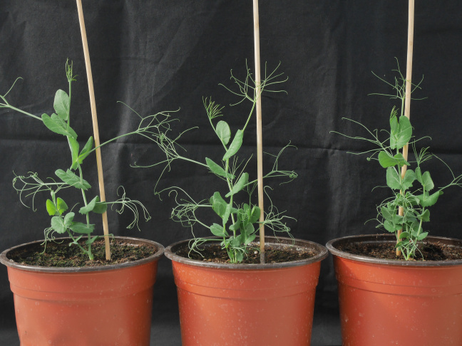 Mutants de pois hyper-ramifiés déficients en strigolactones et la plante sauvage non ramifiée (plante de gauche)