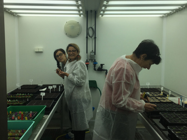 Culture d’Arabidopsis thaliana en chambre de culture