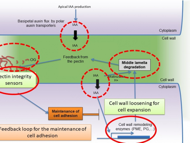 Représentation schématique des mécanismes de contrôle de l’adhésion cellulaire identifiés par l’équipe