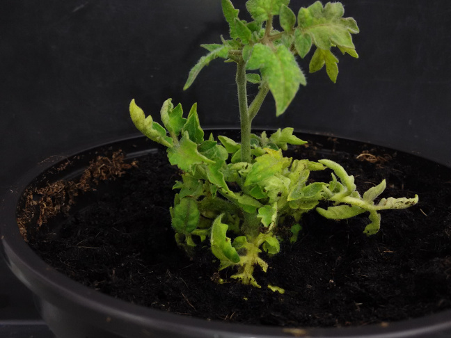 Plants de tomate après transformation