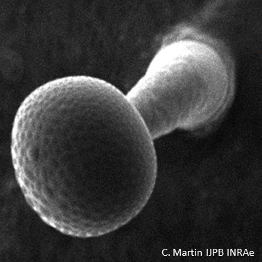 Glandular trichome (Tomato)