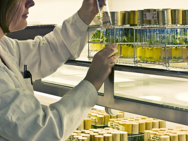 In vitro growth room