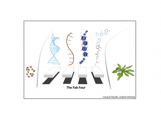 The Fab four, DNA, RNA, histones and metabolites, come together to Epi-road for development, adaptation and responses to the environment of living organisms