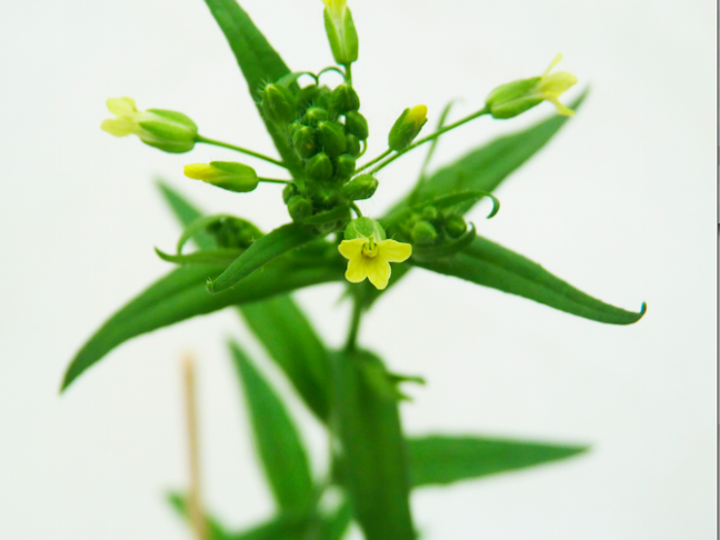 Camelina flowers
