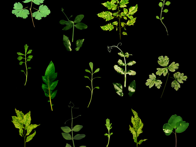 Leaf shape diversity