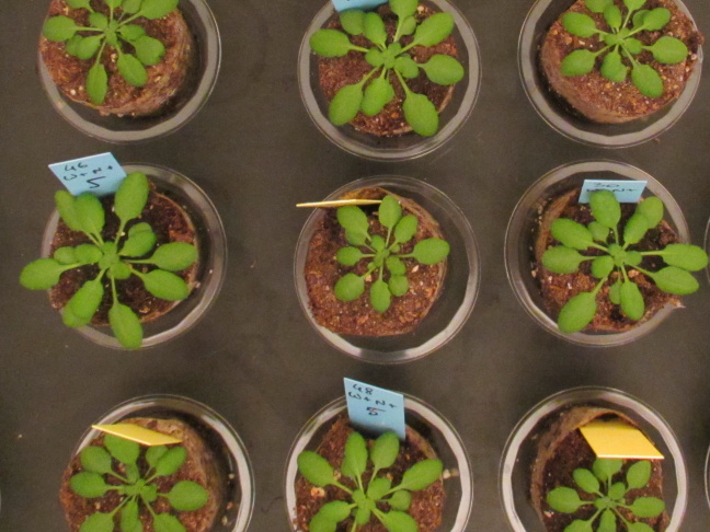 A. thaliana plants grown in high (blue tag) or low (yellow tag) nitrate