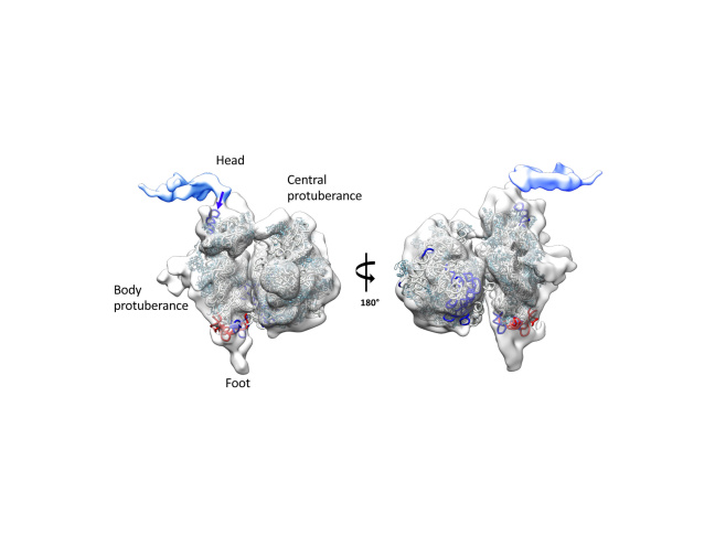Mitoribosome d’Arabidopsis