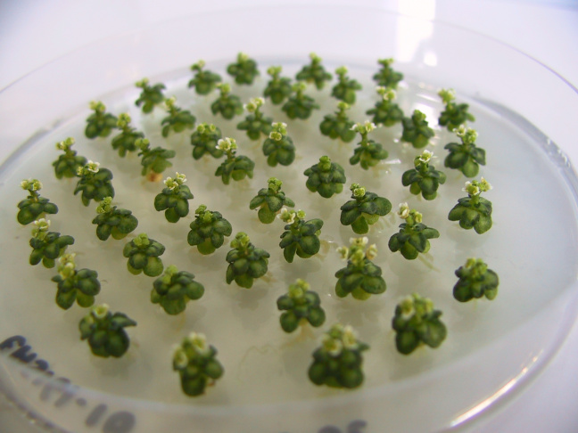 FASS mutants in vitro