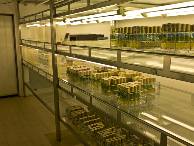 Synthetic Nicotiana hybrid collection maintained by in vitro culture