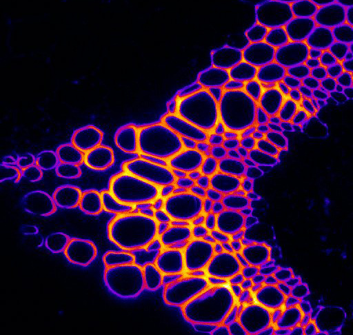 Autofluorescence de la lignine du xylème d'Arabidopsis