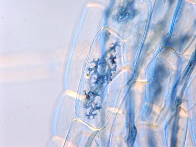Maize interaction with Rhizophagus irregularis (right)