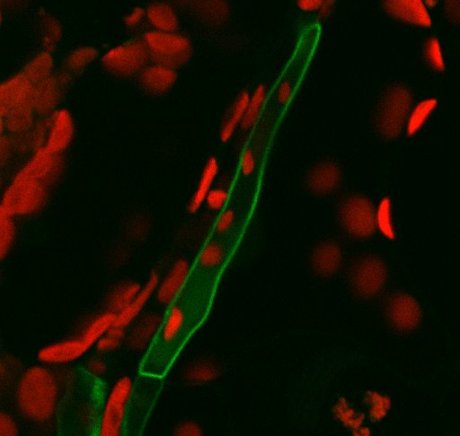 SWEET11 expression in phloem parenchyma cell