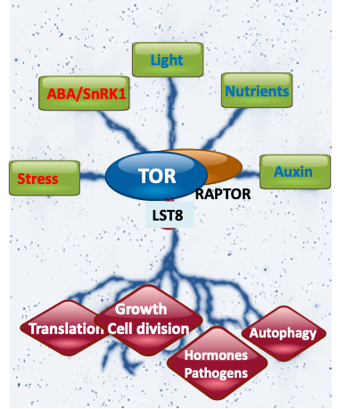 Yggdrasil: exploring the nine realms of TOR (from Forzani and Meyer, Nature Plants 2019).