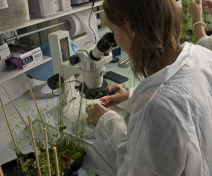 Croisements d'Arabidopsis