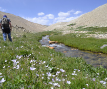 A la recherche d'Arabidopsis