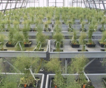 Production d’Arabidopsis en serre