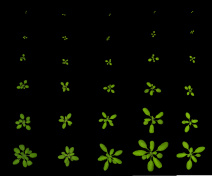 Arabidopsis en croissance