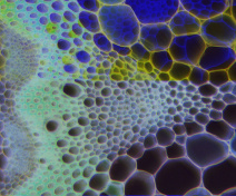 Détail d’un faisceau cribrovasculaire dans la hampe florale chez l’accession Ct1 d’Arabidopsis (images en fausses couleurs)
