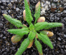 Rougissement des feuilles dans une plantule d’Arabidopsis affectée dans le transport des sucres