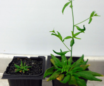 Etude de la croissance de mutants d’Arabidopsis dérégulés dans le transport des sucres