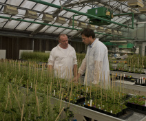 Observation de mutants d’Arabidopsis en serre