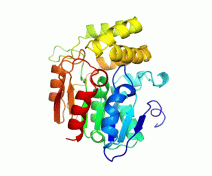 Modélisation structurale de la protéine RMS3