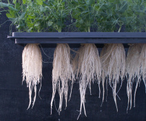 Culture en hydroponie de plantes de pois