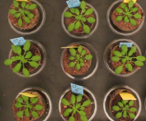 Plantes d’A. thaliana cultivées en fort (étiquettes bleues) ou faible (étiquettes jaunes) nitrate