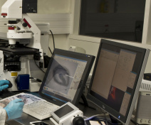 Microdissection par capture laser des tissus d’une graine