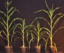 Nanisme et retard de croissance des 2 mutants eskimo1 de maïs par rapport aux plantes sauvages