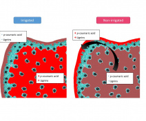 Influence du déficit hydrique sur la distibution des tissus lignifiés au sein de la tige de maïs (El Hage et al, 2018)