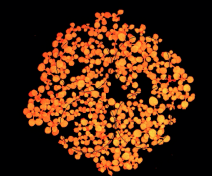 Fluorescence chlorophyllienne
