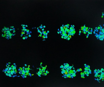Efficacité du Photosystème II par mesures de fluorescence