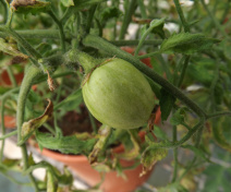 Mutant de tomate ne murissant pas